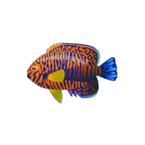 Potters Angelfish